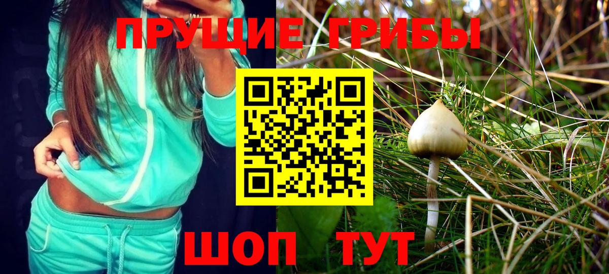Узловая  Псилоцибиновые грибы Psilocybe  Псилоцибиновые грибы мицелий  Вход с VPN 